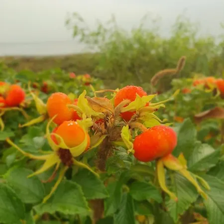 Piaskowa Duna * Mechelinki