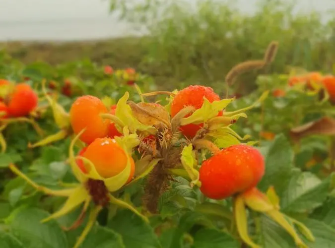 Piaskowa Duna * Mechelinki